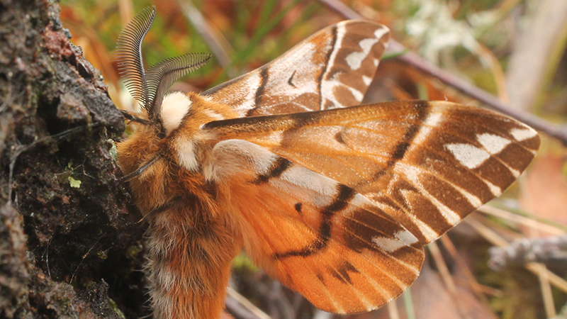 Kentish Moth 