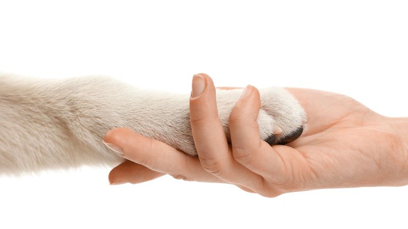 dog paw in a human hand