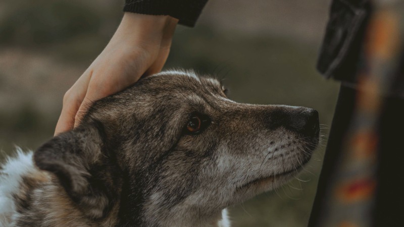 A hand petting a pooch