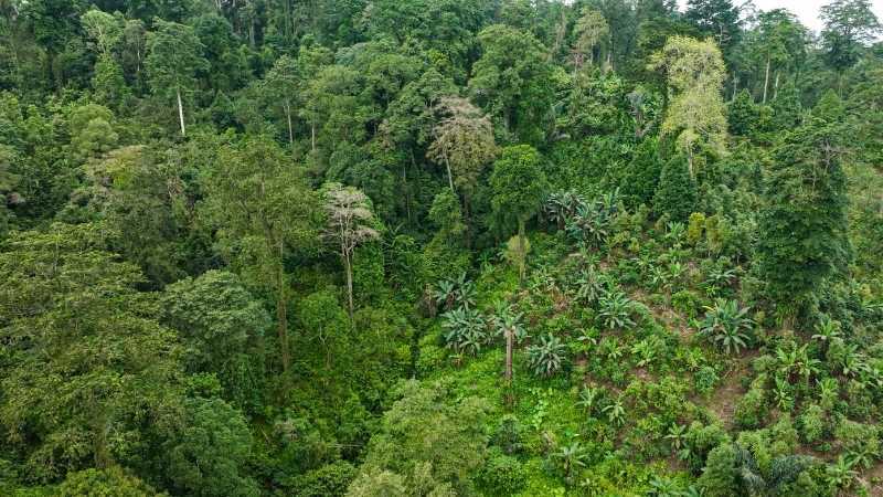 Forest, Bali