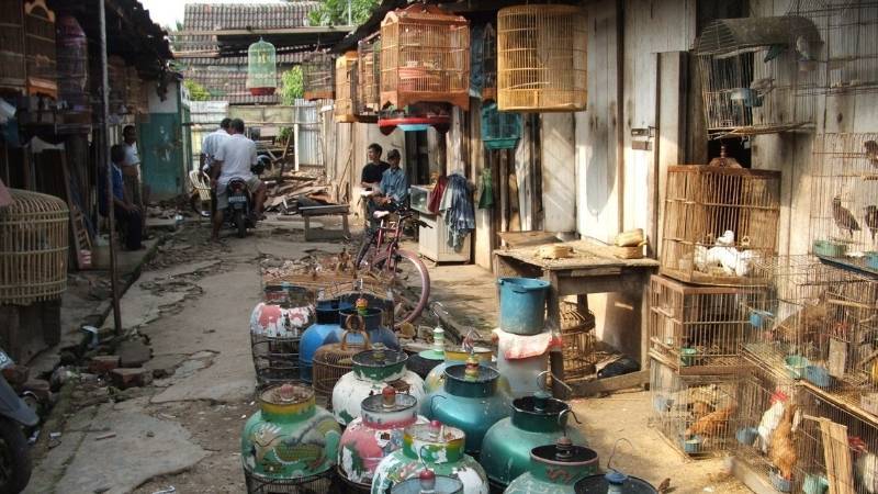 Palembang bird market, Indonesia