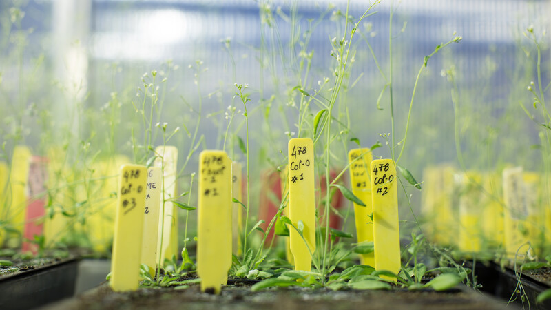Seeds in a greenhouse