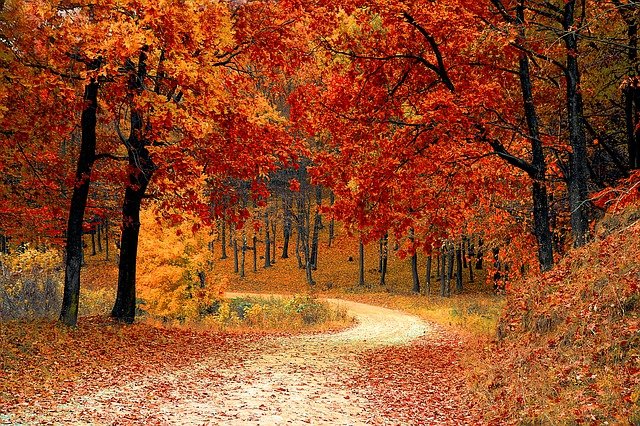 Path leading through trees in autumn colours