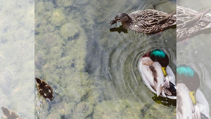 Female duck, male duck and baby duck in pond