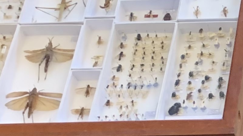 display of insects in a box