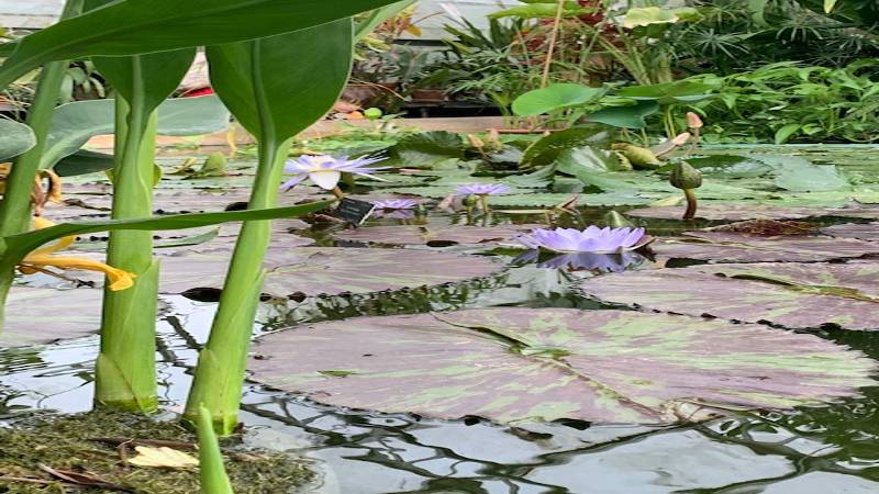 Lili flowers in pond