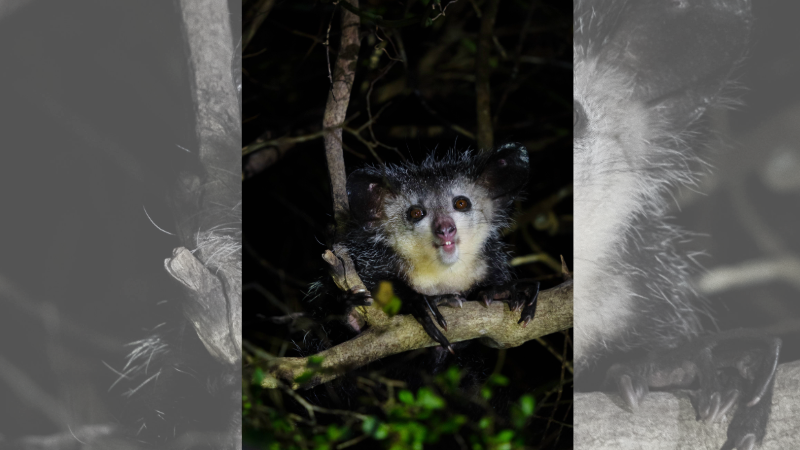 An aye-aye sat on a branch in Madagascar
