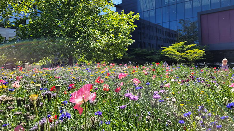 Image of a wildflower bed at Oxford Brookes University 