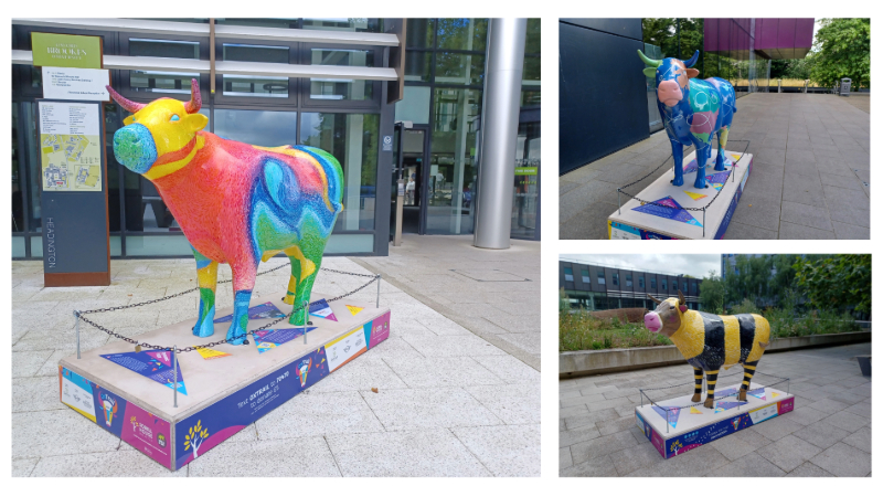 Some of the OxTrail oxen at Oxford Brookes University