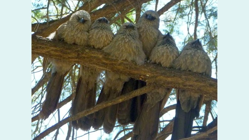 birds on a branch