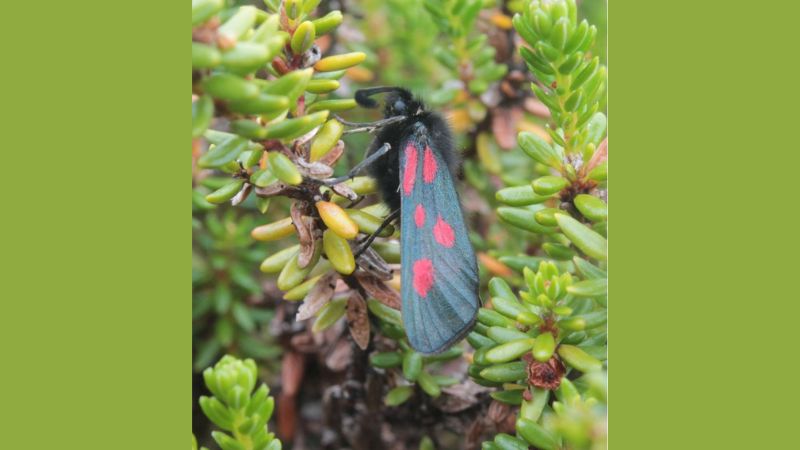 Mountain Burnet Moth