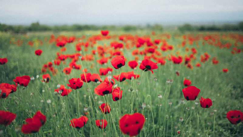 A green field filled with bright red poppies