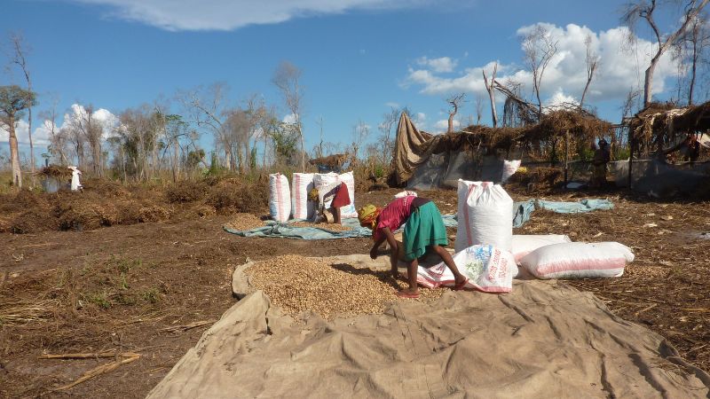 Peanut production along the boundary of Menabe Antimena