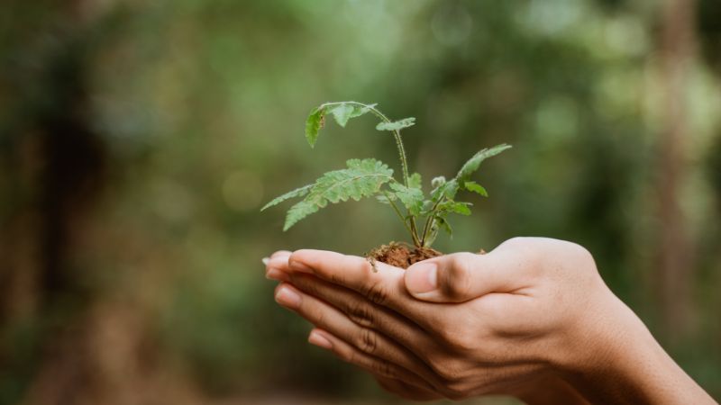 hand holding plant