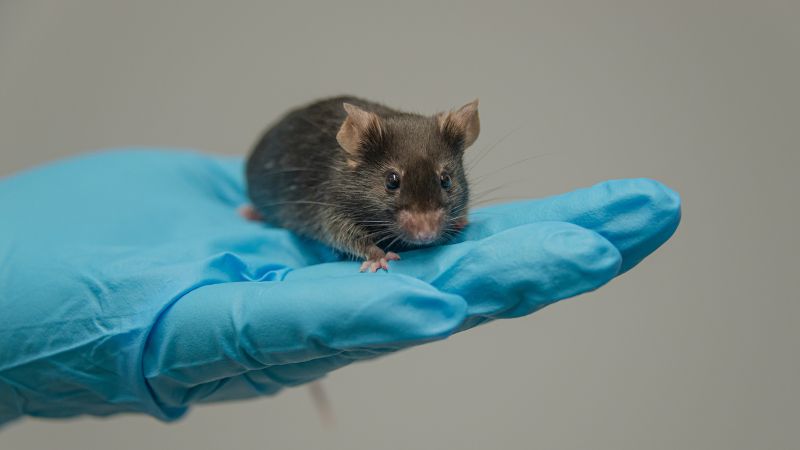 gloved hand holding a small mouse