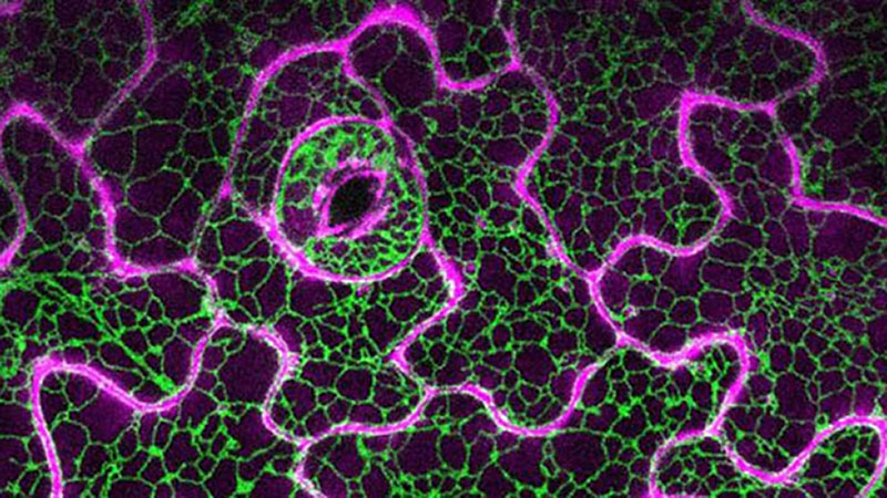 Cell and Developmental Biology at Oxford Brookes University